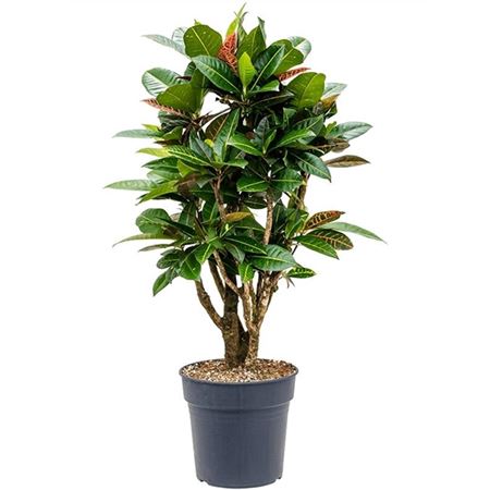 Codiaeum Petra Branched