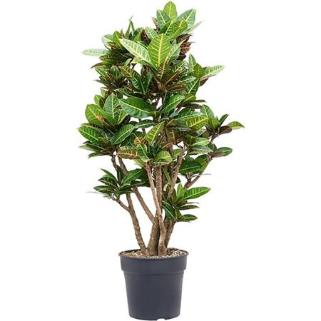 Codiaeum Petra Branched