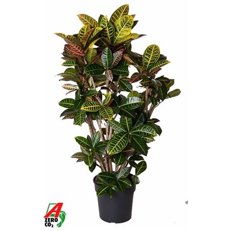 Codiaeum Petra Branched
