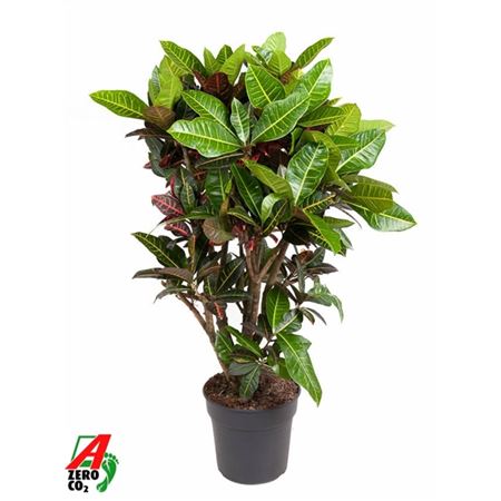 Codiaeum Petra Branched