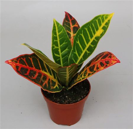 Codiaeum Petra