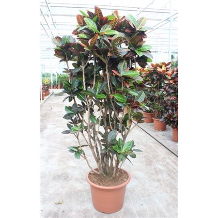 Codiaeum Petra Branched