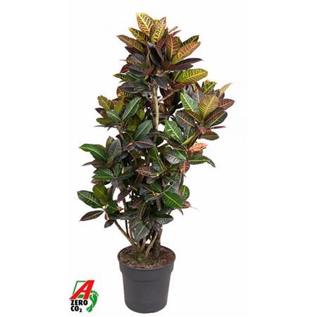 Codiaeum Petra Branched