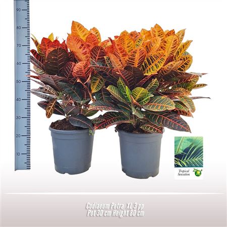 Codiaeum Petra Branched