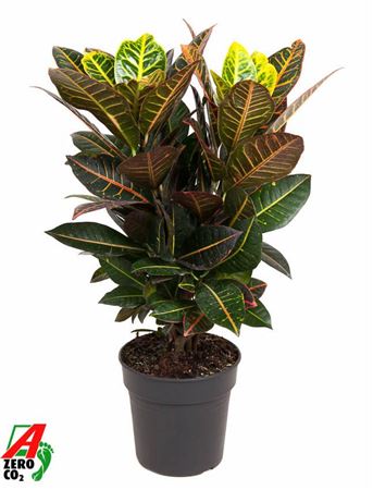 Codiaeum Petra Vertakt P31