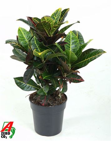 Codiaeum Petra Branched