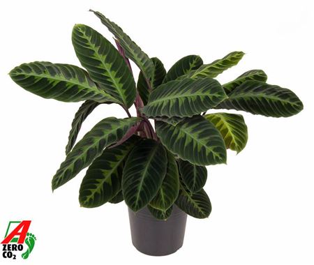 Calathea Warcewiczii