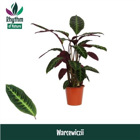 Calathea Warcewiczii Rhythm Of Nature