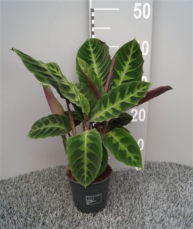 Calathea Warscewiczii