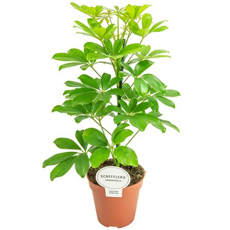 Schefflera Nora