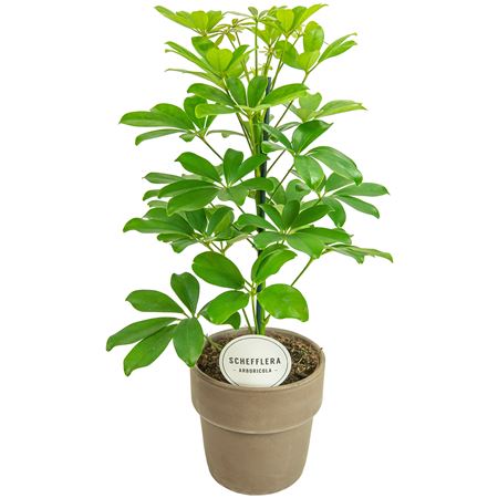 Schefflera Nora In Terracotta Grey
