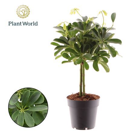 Schefflera Compacta On Stam