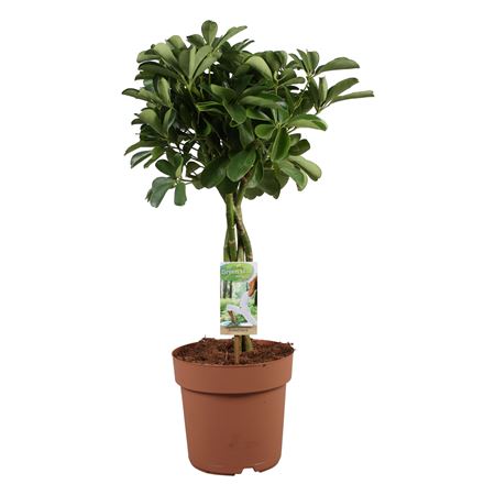 Schefflera Nora Twisted Stem