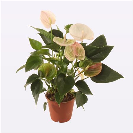 Anth An Fantasy Sprite 5+