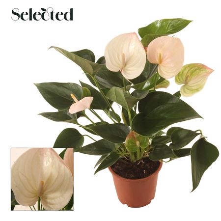 Anth An Fantasy Sprite