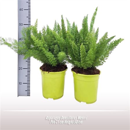 Спаржа Денсифлорус Мейери