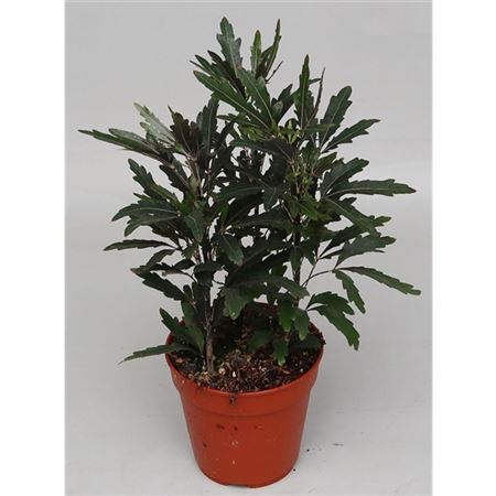 Dizygotheca Elegans Castor