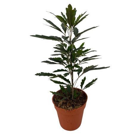 Schefflera Elegantissima Castor