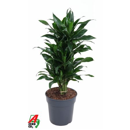 Drac Green Jewel Branched