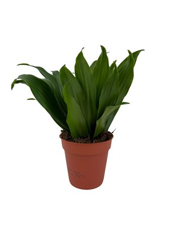 Dracaena Compacta P9