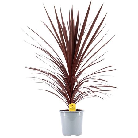 Cordyline Australis Red Star