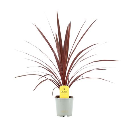 Cordyline Australis Red Star