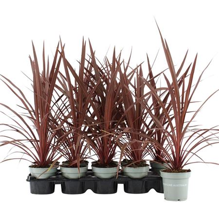 Cordyline Australis Red Star