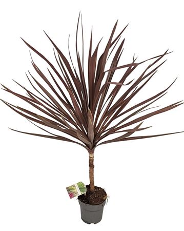 Cordyline Australis Red Star