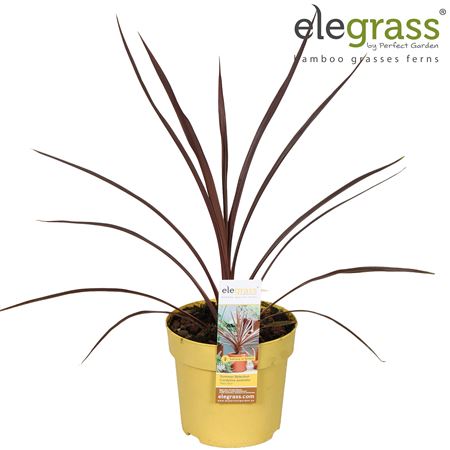 Cordyline Australis Red Star