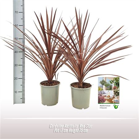 Cordyline Australis Red Star