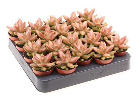 Sedum Nussbaumerianum.