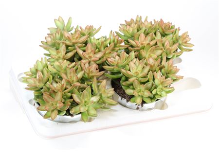 Sedum Nussbaumerianum In Sink