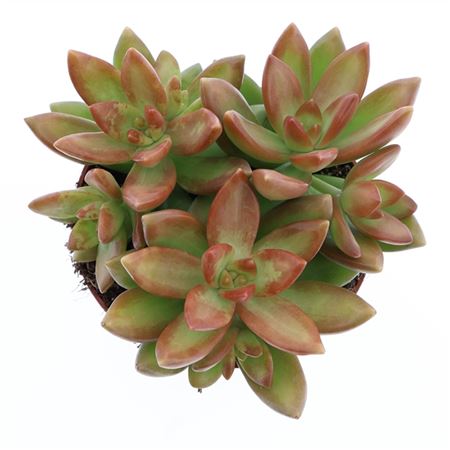 Sedum Nussbaumerianum.