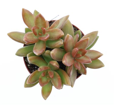 Sedum Nussbaumerianum.