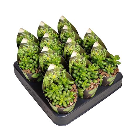 Sedum Hernandezii Potcover