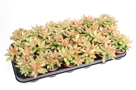 Sedum Nussbaumerianum.