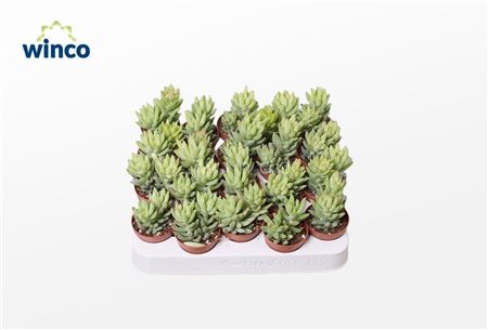 Sedum Morganianum Magnum