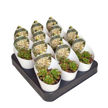 Sedum Lucidum Potcover