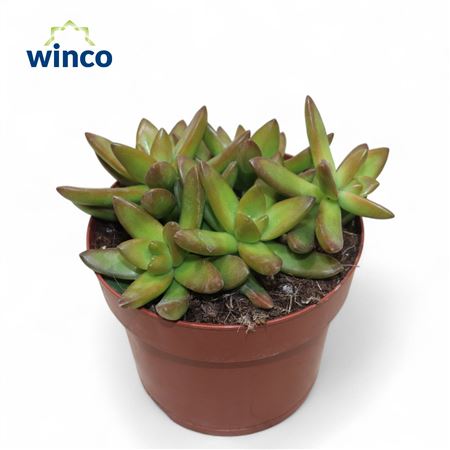 Sedum Neusbaumiama