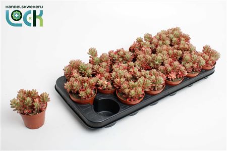 Sedum Rubrotinctum Aurora