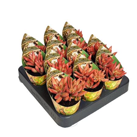 Sedum Nussbaumerianum Potcover