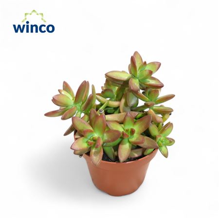 Sedum Adophi Firestorm