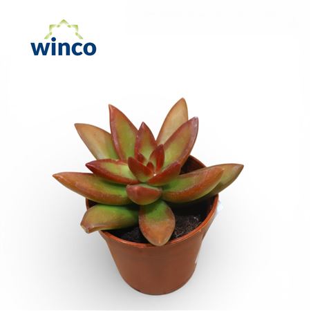 Sedum Adolphi "firestorm"