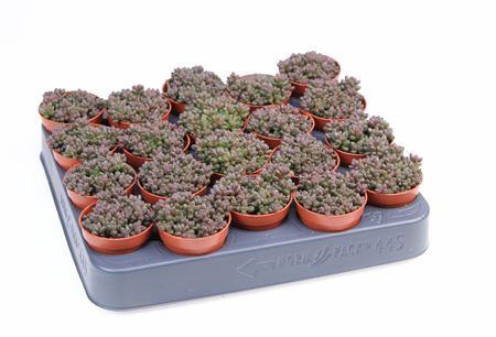 Sedum Stahlii