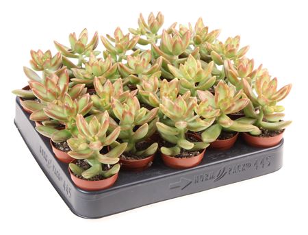 Sedum Adolphi