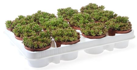 Sedum Rubrotinctum