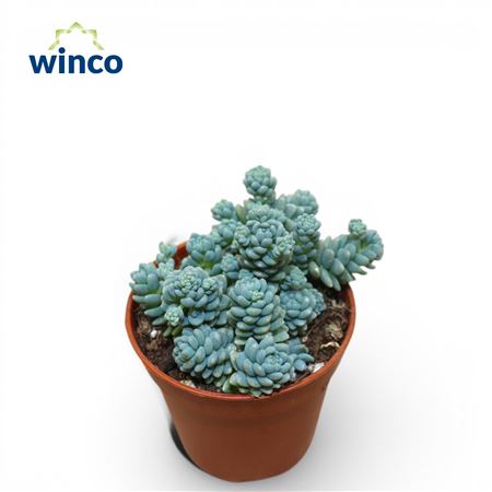Sedum Dasyphyllum