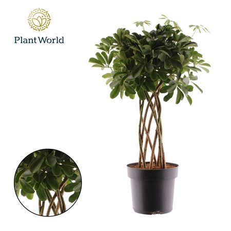 Schefflera Nora Tube(decorum)