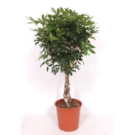 Schefflera Compacta Twisted Stem