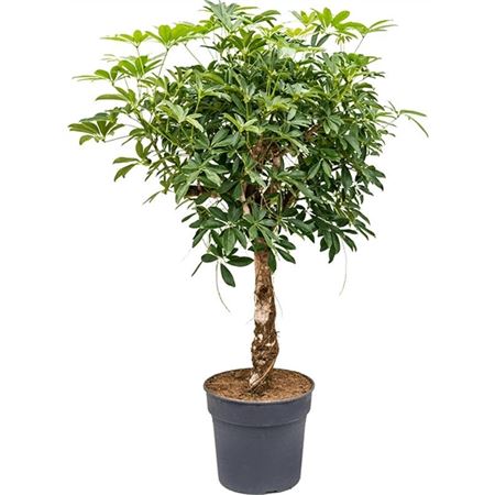 Schefflera Compacta On Stem
